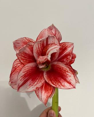 Bulbo di Amarillis - Hippeastrum Elvas