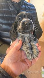 Cuccioli di Cocker Spaniel