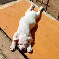 Cuccioli di Dogo Argentino