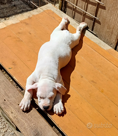 Cuccioli di Dogo Argentino