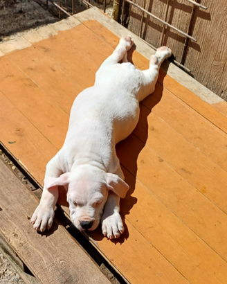 Cuccioli di Dogo Argentino