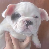 Bulldog francese