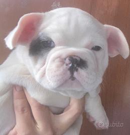 Bulldog francese