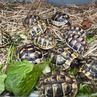 Tartarughe di terra