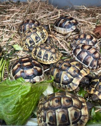 Tartarughe di terra