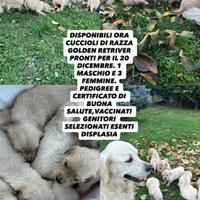Cuccioli Golden Retriver