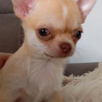 Chihuahua femmina con pedigree ENCI