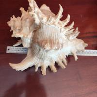 Conchiglia Murex Gigante 