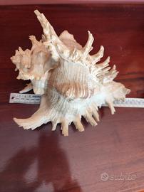 Conchiglia Murex Gigante 