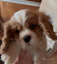 Cuccioli di cavalier king enci