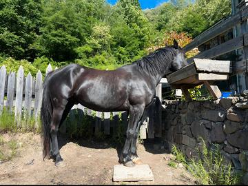 Mezza fida cavallo Quarter