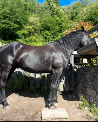 Mezza fida cavallo Quarter