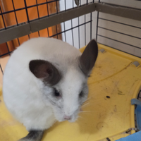 Coppia Cincillà piccoli roditori