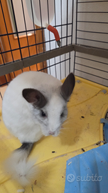 Coppia Cincillà piccoli roditori