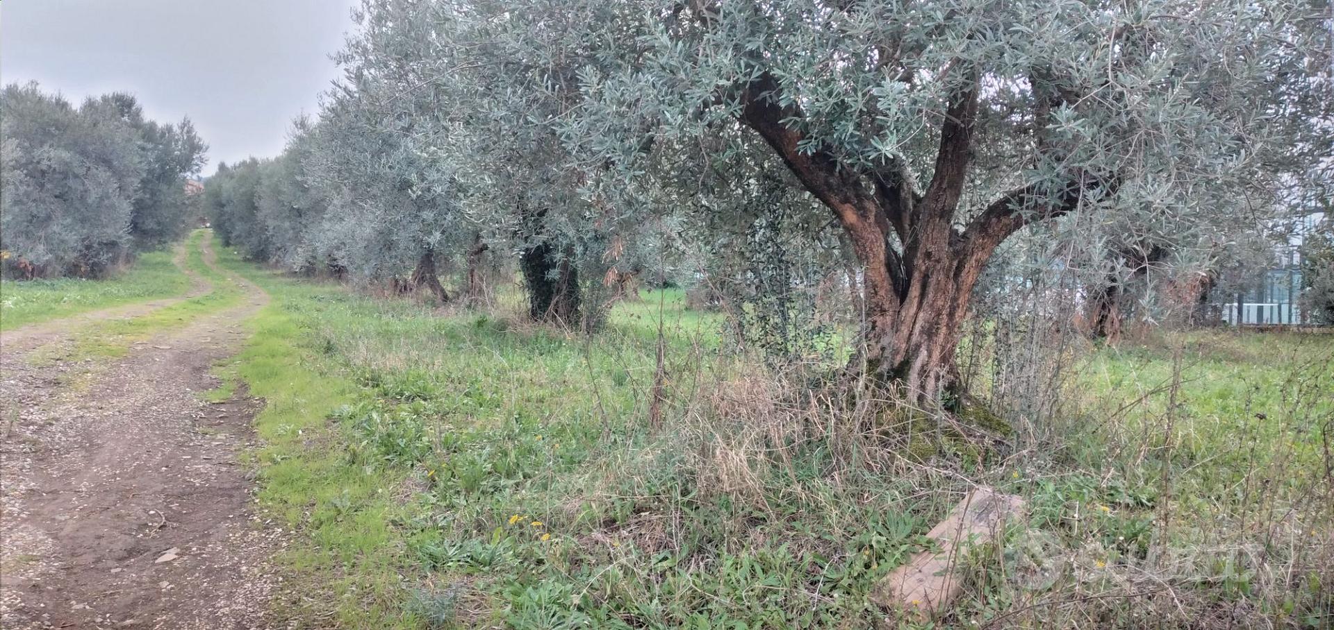 TERRENO DI 12 MILA MQ A FRASCATI - Vista 3