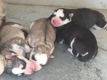 Cuccioli di siberiana husky
