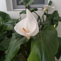 PIANTA " CALLA" IN PIENA VEGETAZIONE 