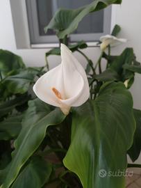 PIANTA " CALLA" IN PIENA VEGETAZIONE 