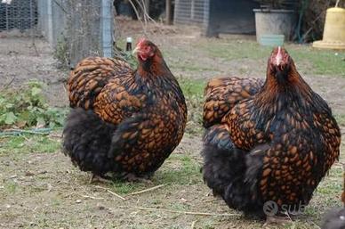 Galline wyandotte nana