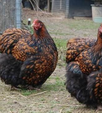 Galline wyandotte nana