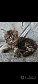 Maine coon
