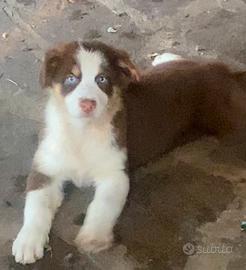 Pastore australiano Australian Shepherd FEMMINA