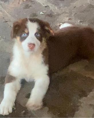 Pastore australiano Australian Shepherd FEMMINA