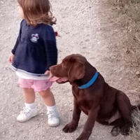 Labrador per monta