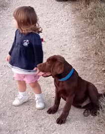 Labrador per monta