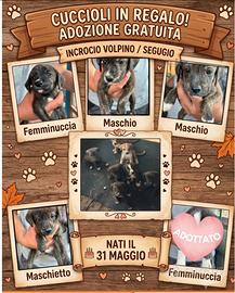 Cuccioli meticci in adozione