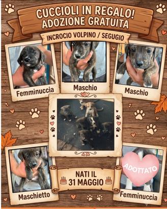 Cuccioli meticci in adozione