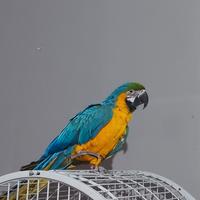 Pappagallo