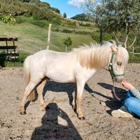 Puledro Falabella