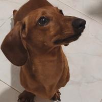 BASSOTTI NANI FULVO 4Kg E ARLECCHINO CON PEDIGREE