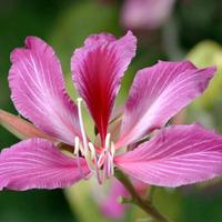 pianta bauhinia variegata albero delle orchidee 