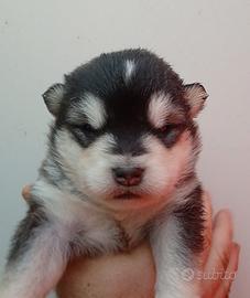 Alaskan Malamute