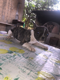 Bulldog francese