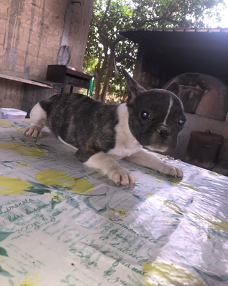 Bulldog francese