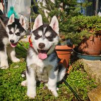 Husky siberiano