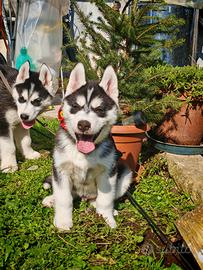 Husky siberiano
