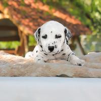 Maschietto di Dalmata