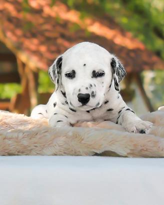 Maschietto di Dalmata