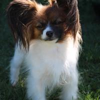 Cucciolo di papillon pedigree