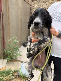 Setter inglese