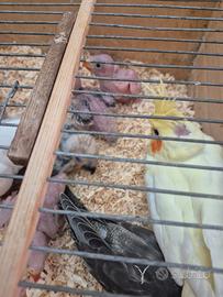 Calopsite allevati a mano