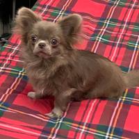 Chihuahua per accoppiamento