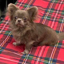 Chihuahua per accoppiamento