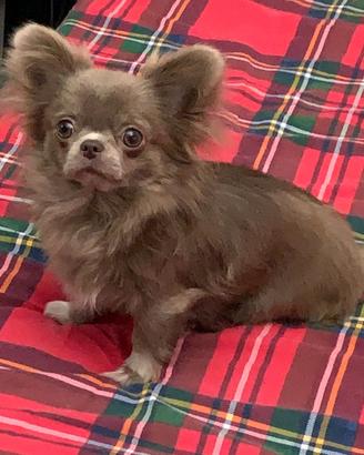 Chihuahua per accoppiamento