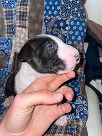 Cuccioli di Bull Terrier
