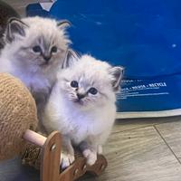 Cuccioli sacro di Birmania